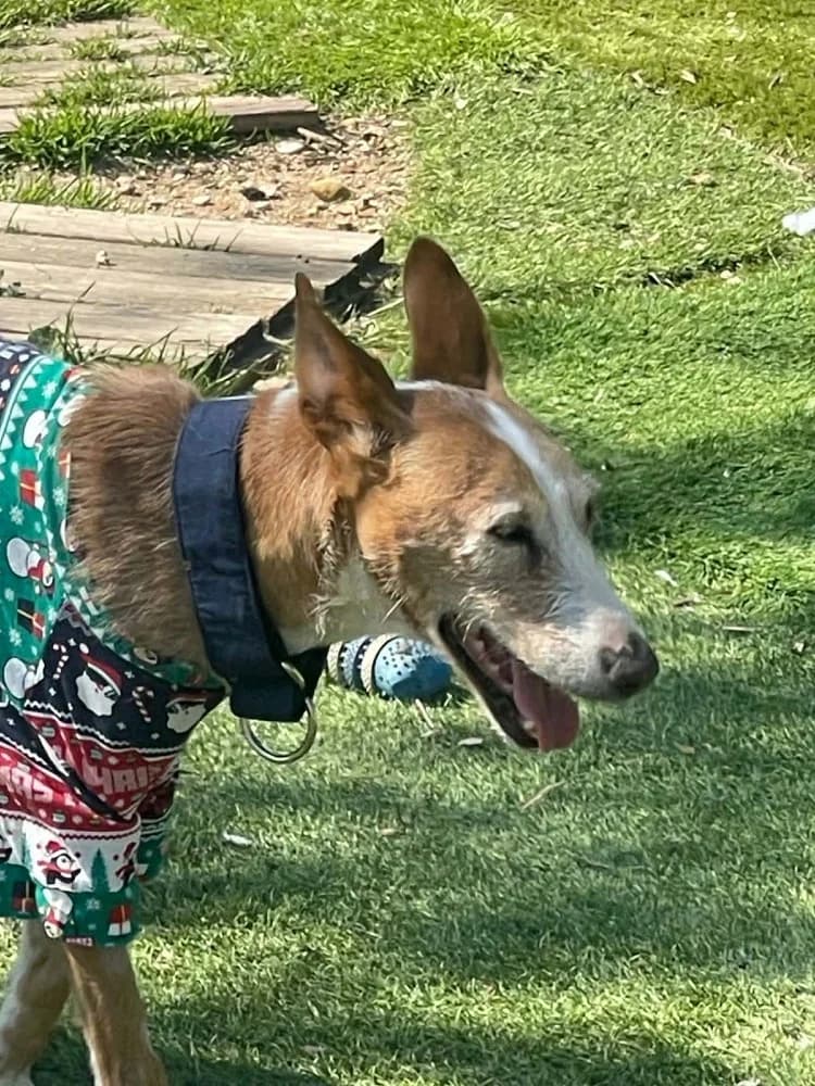 Careti BR senior photo 3