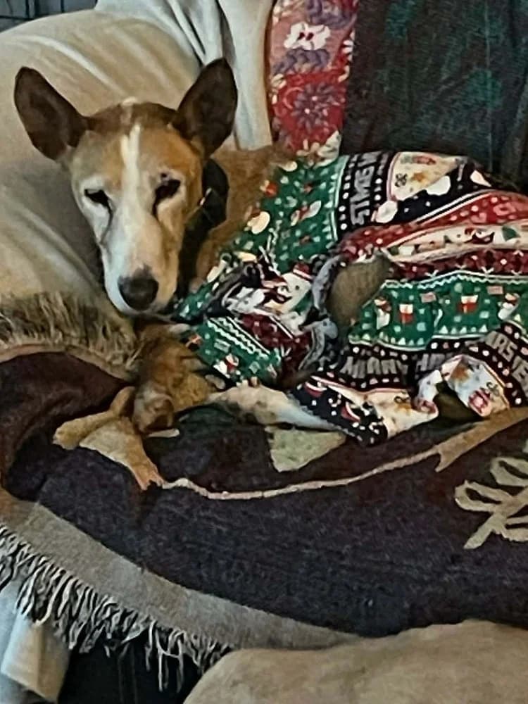 Careti BR senior photo 4