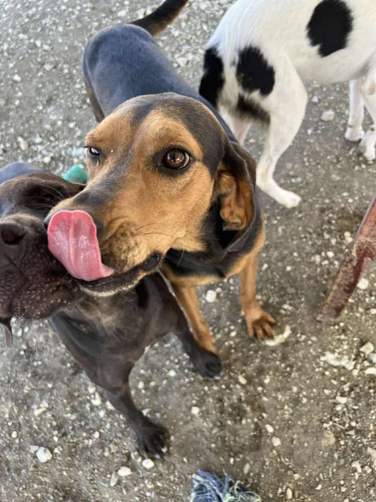 CHICAGO*katvriendelijk! photo 5