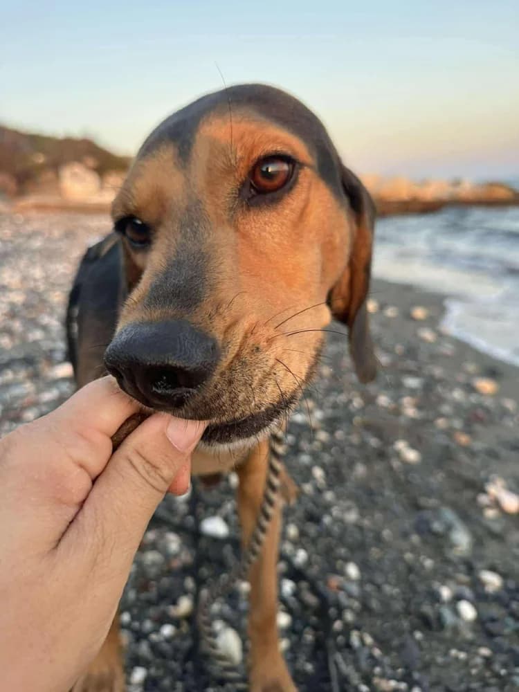 CHICAGO*katvriendelijk! photo 8