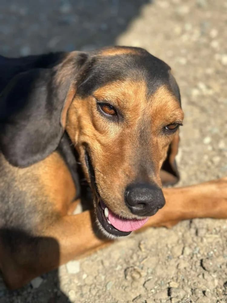 CHICAGO*katvriendelijk! photo 2