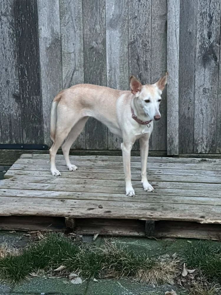 Coco, in België photo 5