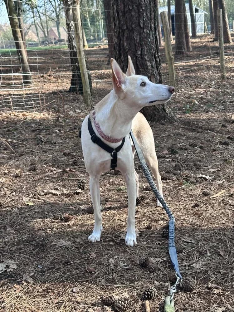 Coco, in België photo 7