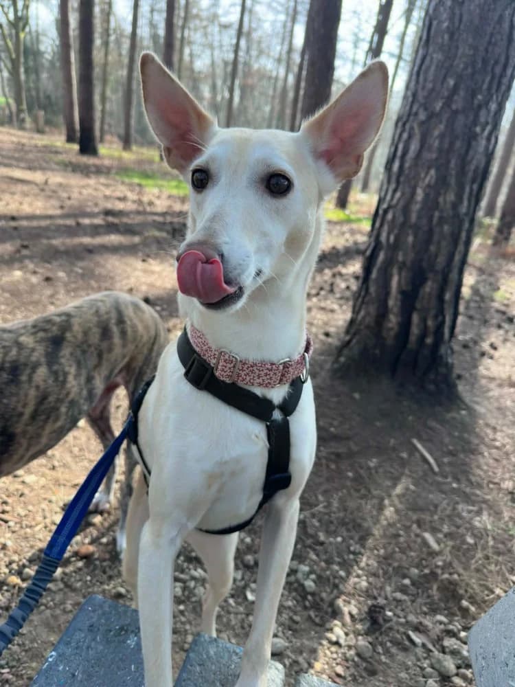 Coco, in België photo 8