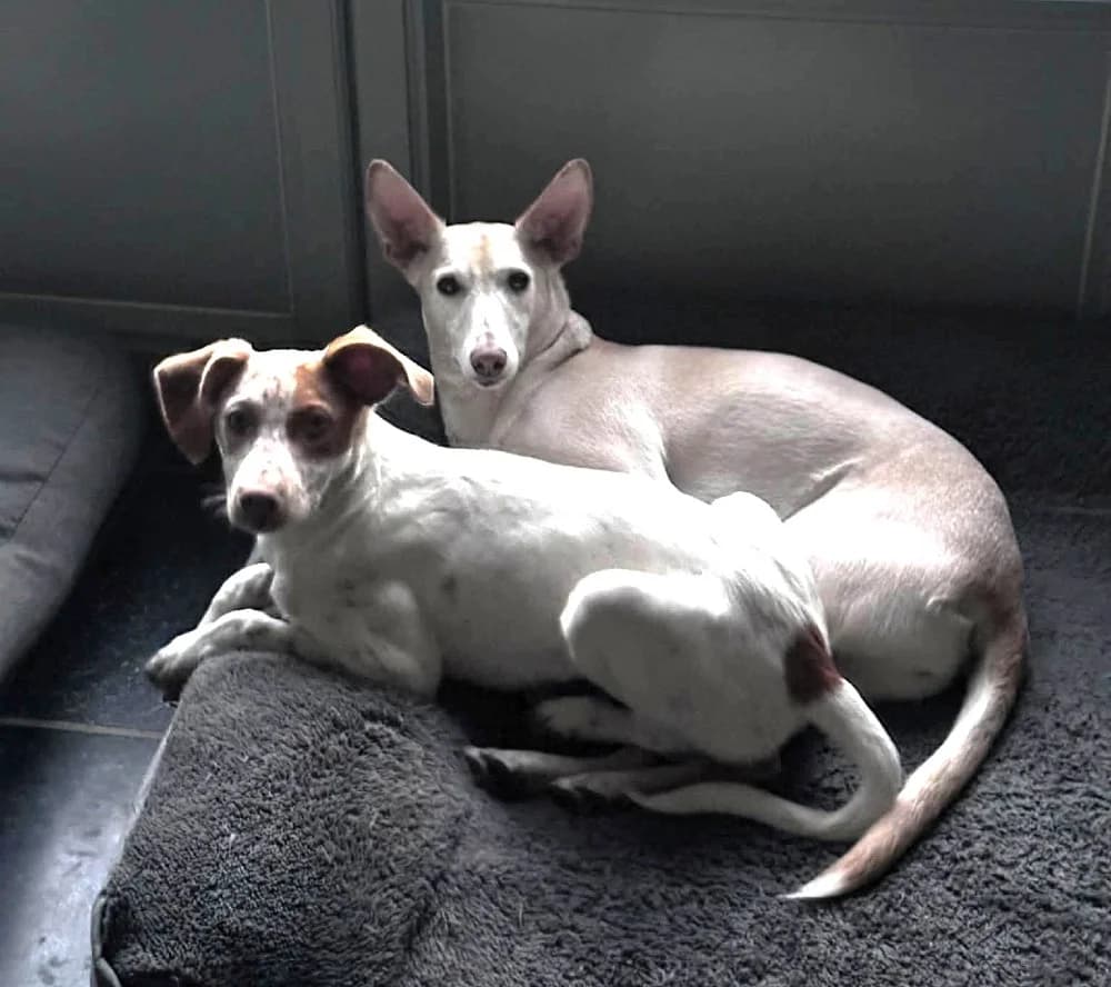 Coco, in België photo 2