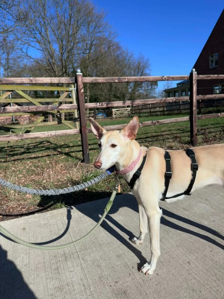 Coco, in België photo 4