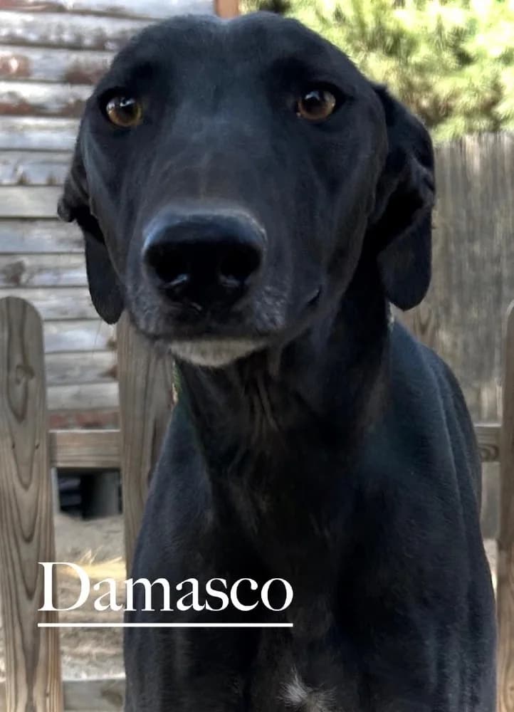 Damasco