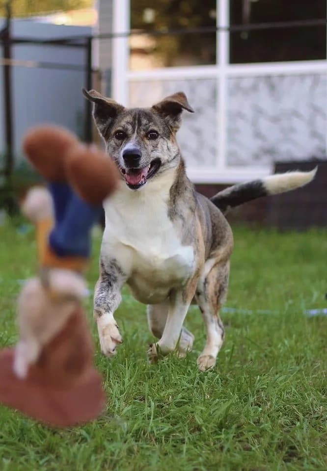 Dappere Mitya zoekt jouw! photo 6