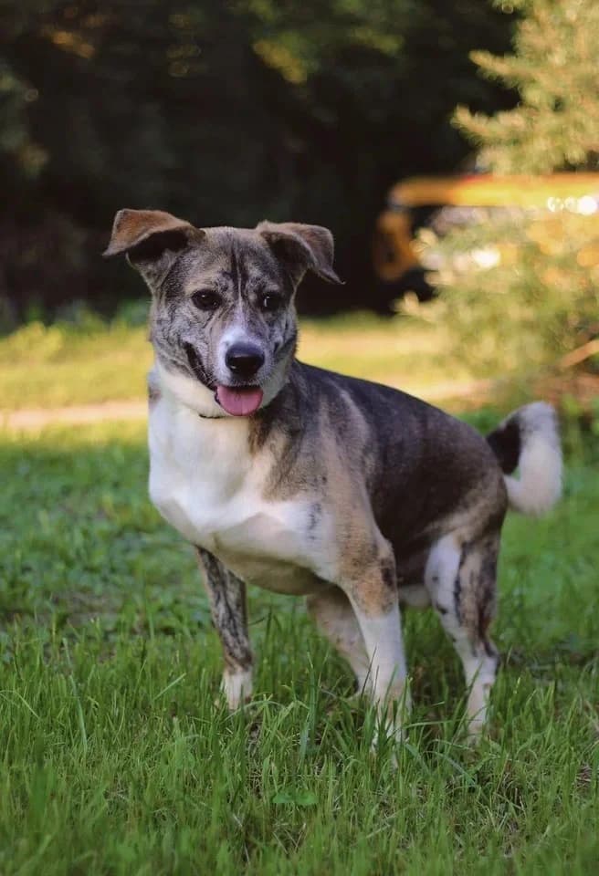 Dappere Mitya zoekt jouw! photo 3