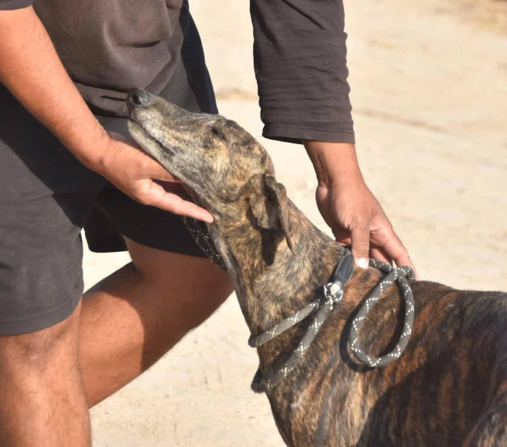 Duque de Juarez DC photo 8