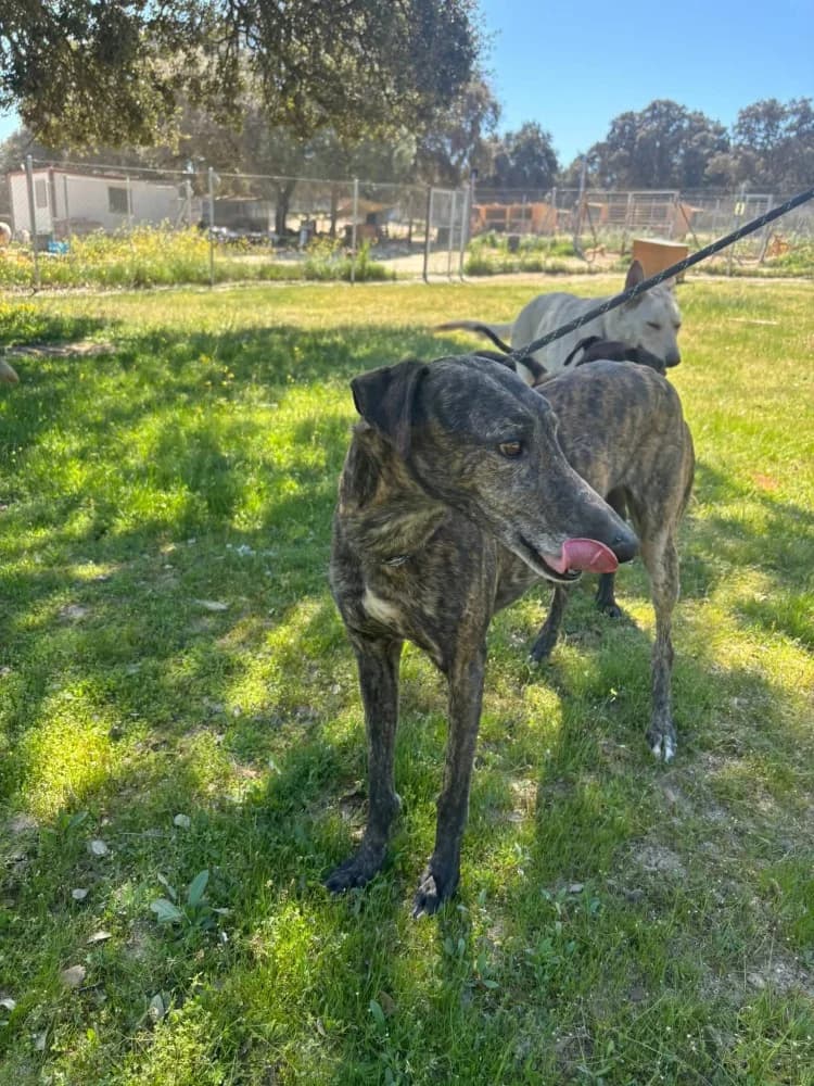 Duque de Juarez DC photo 3