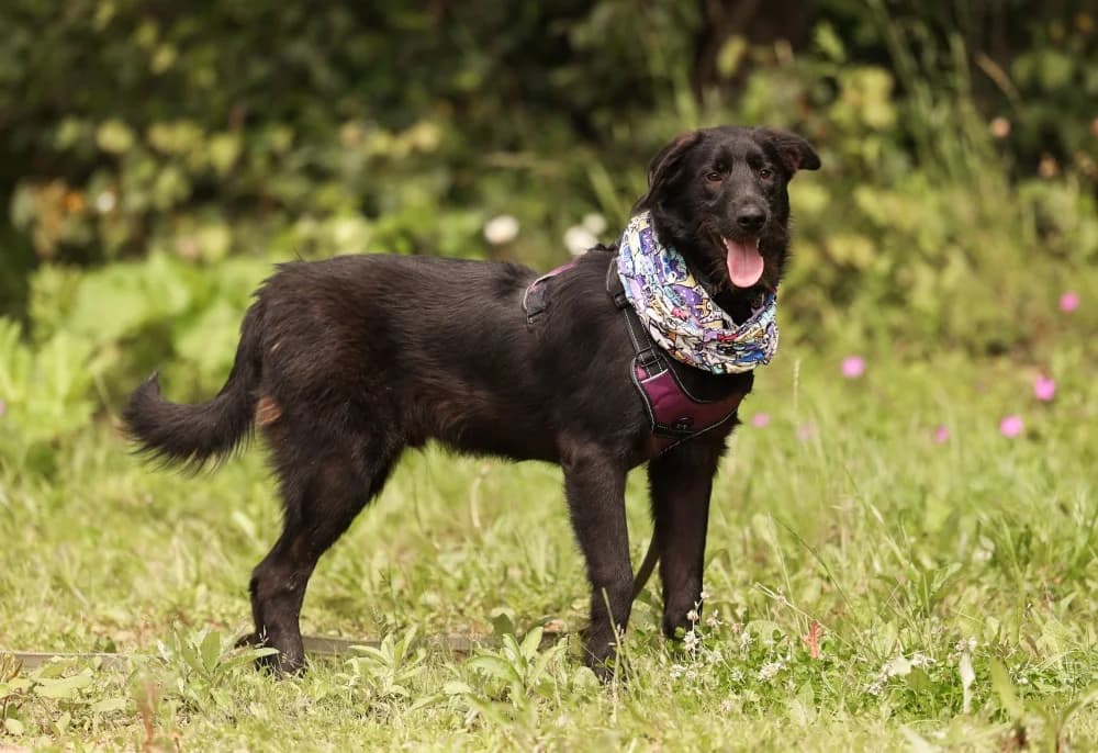 Evan ziel met groot hart photo 6