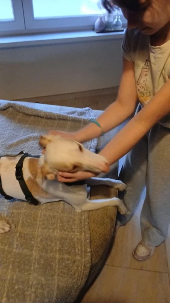 Feliz (Chanel ADR),België photo 5