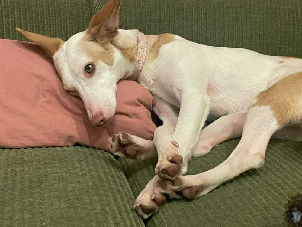 Feliz (Chanel ADR),België photo 6