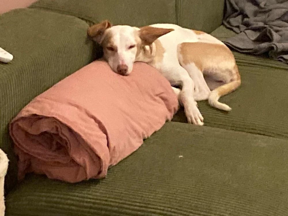 Feliz (Chanel ADR),België photo 7