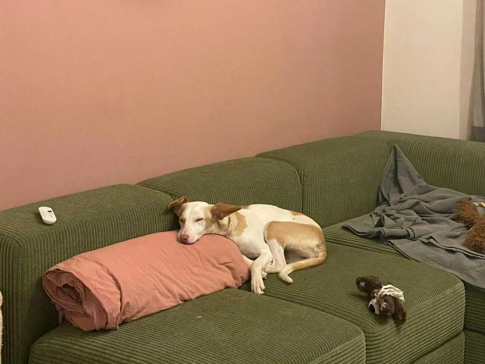 Feliz (Chanel ADR),België photo 8