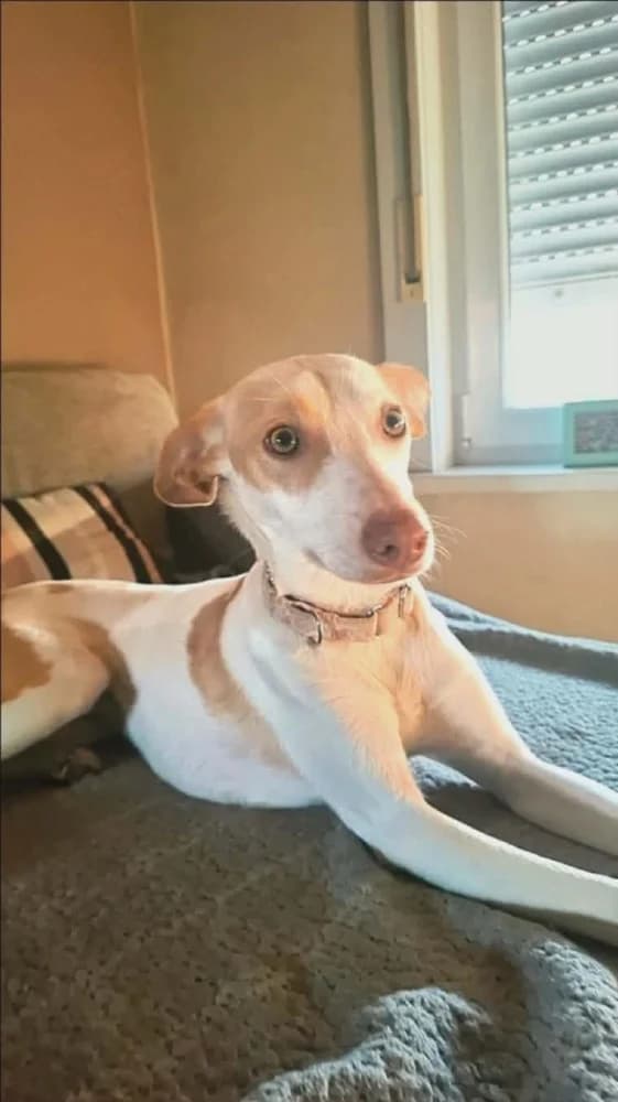 Feliz (Chanel ADR),België