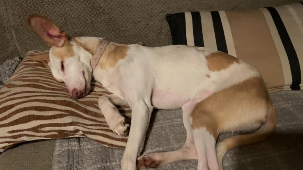 Feliz (Chanel ADR),België photo 2