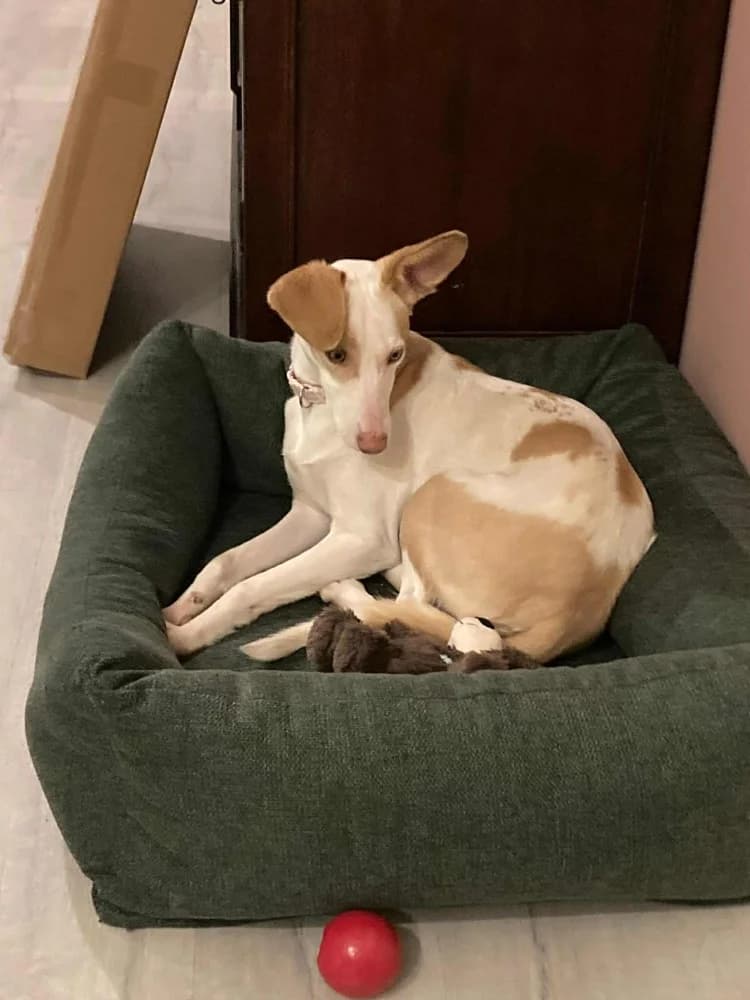 Feliz (Chanel ADR),België photo 3