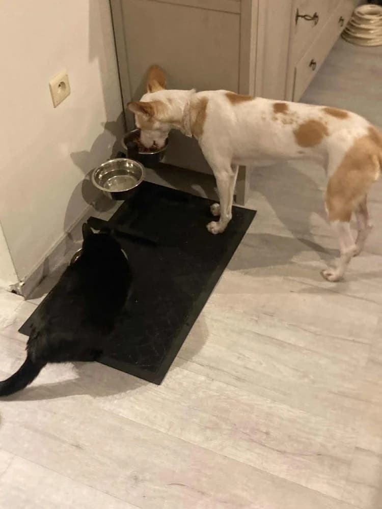 Feliz (Chanel ADR),België photo 4