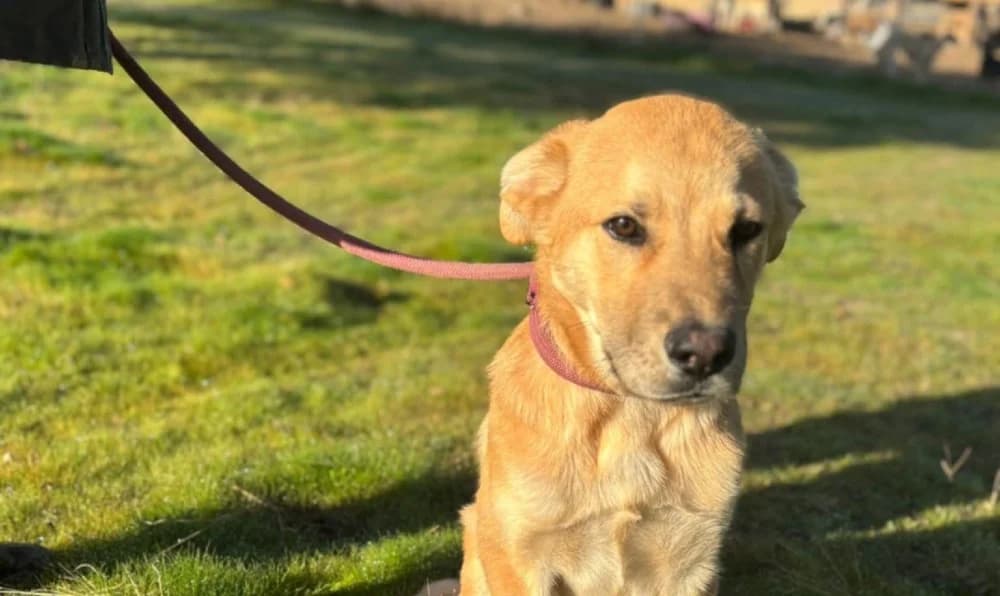 Fitipaldi DC photo 5