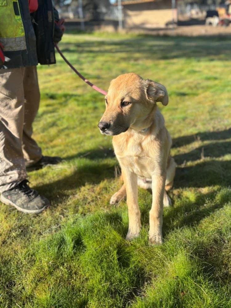 Fitipaldi DC photo 6