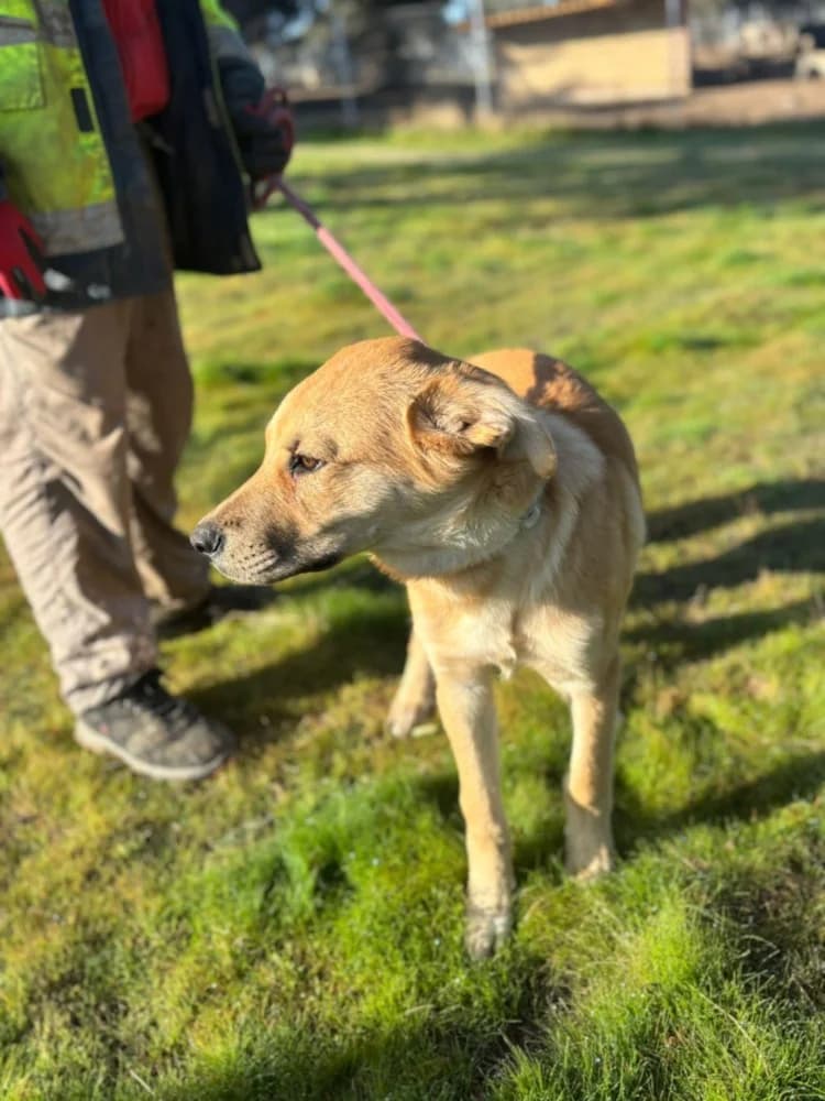 Fitipaldi DC photo 7