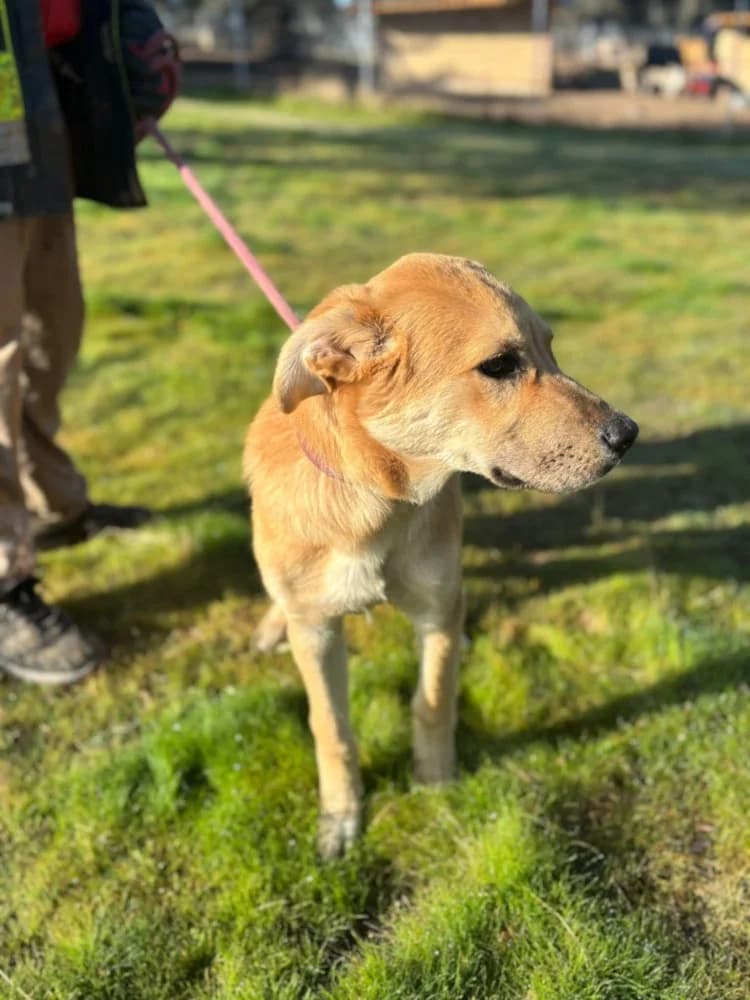 Fitipaldi DC photo 8