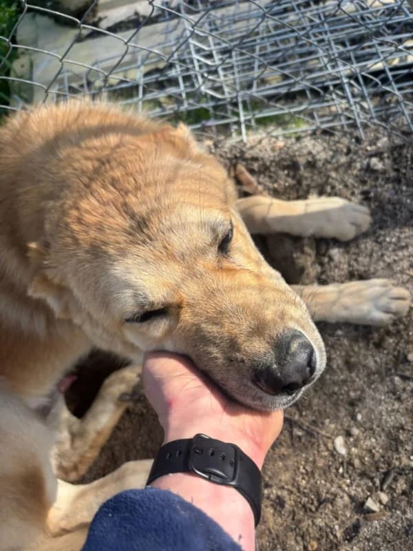 Fitipaldi DC photo 3