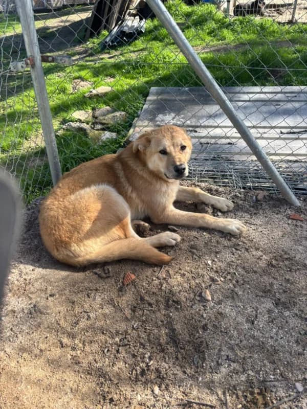 Fitipaldi DC photo 4