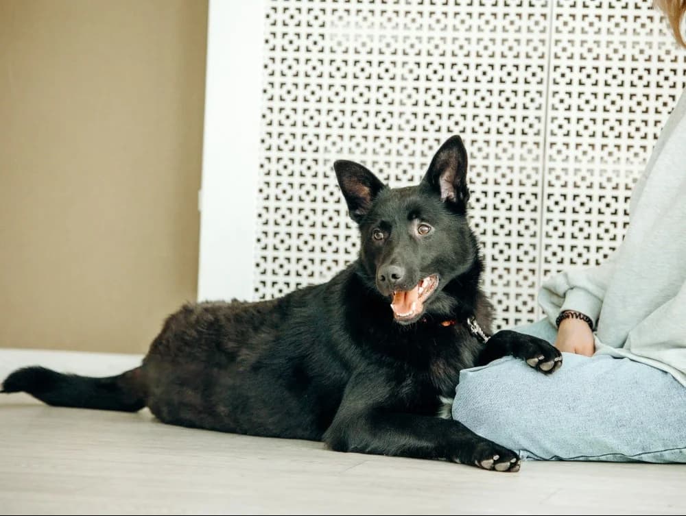 Goudi zoekt zijn thuis photo 5