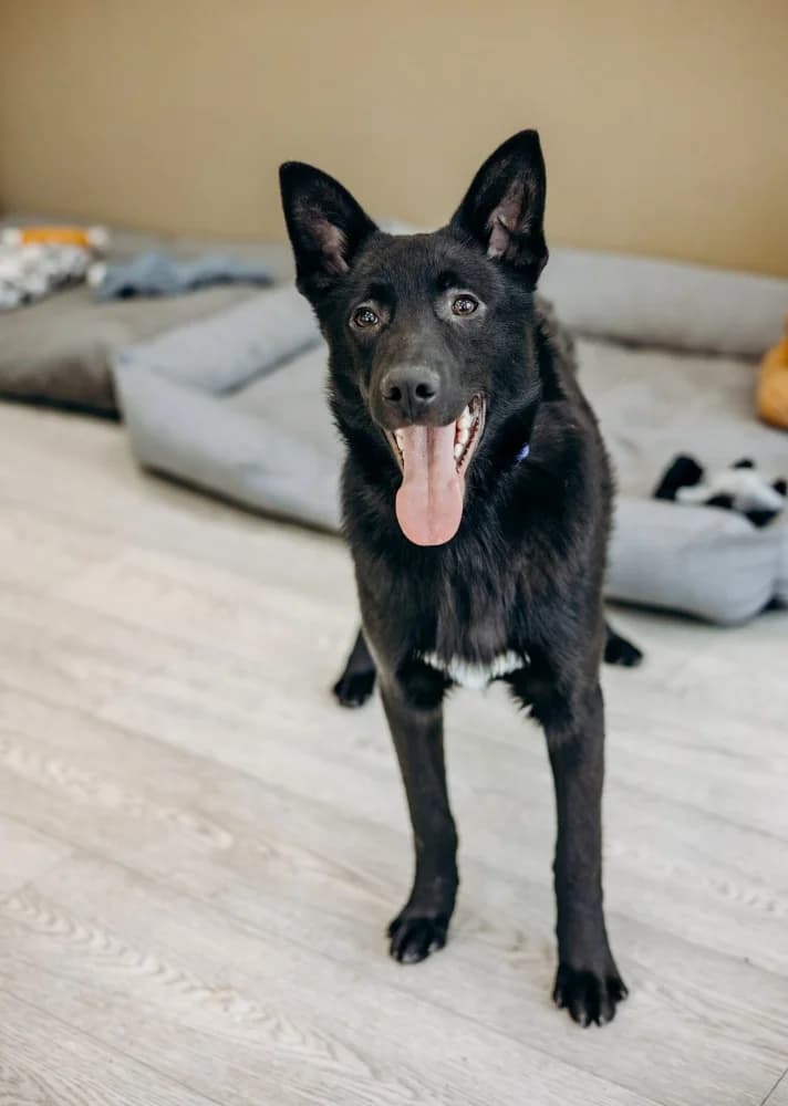 Goudi zoekt zijn thuis photo 8