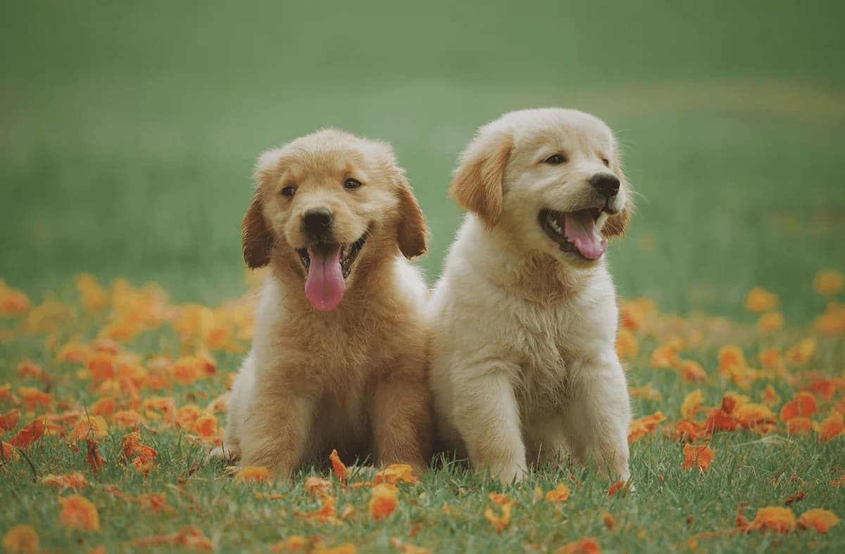 Word jij binnenkort hun baasje?