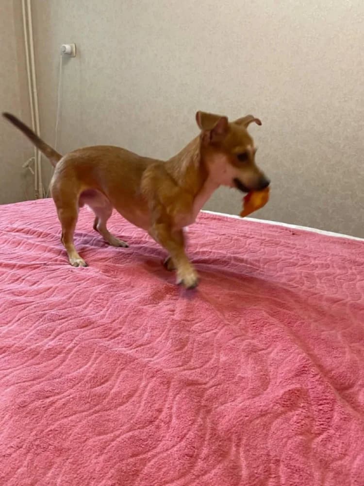 Kaspertje grote charme! photo 5