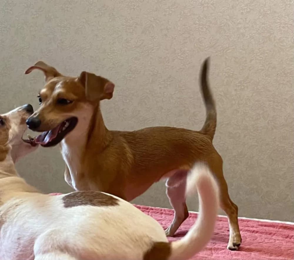 Kaspertje grote charme! photo 6