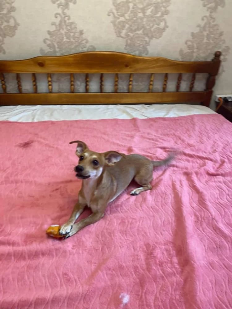 Kaspertje grote charme! photo 7