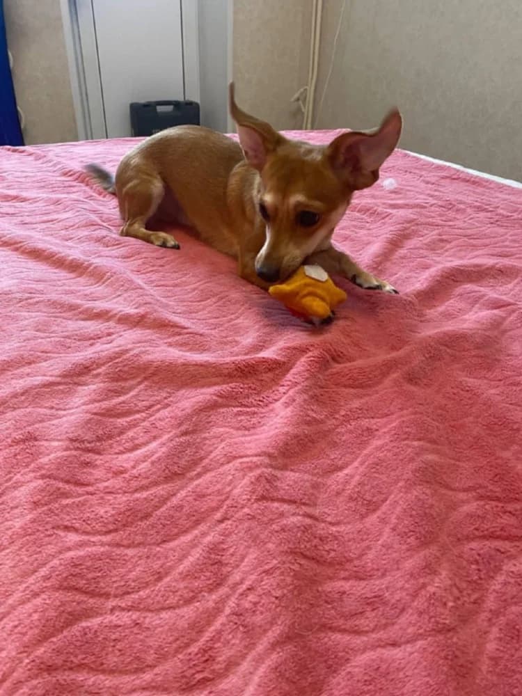 Kaspertje grote charme! photo 8