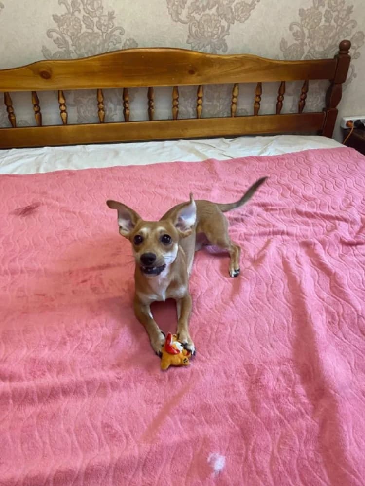 Kaspertje grote charme! photo 3