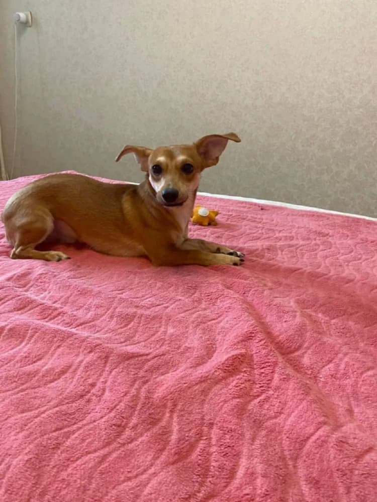 Kaspertje grote charme! photo 4