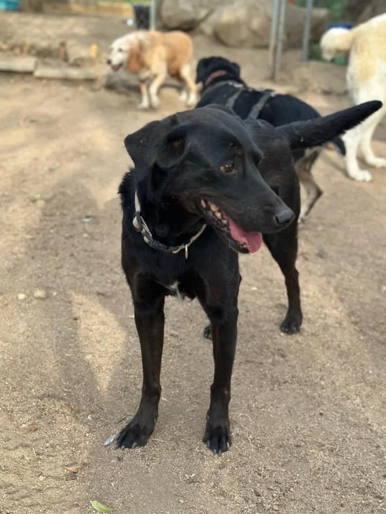 Kika BR senior photo 7