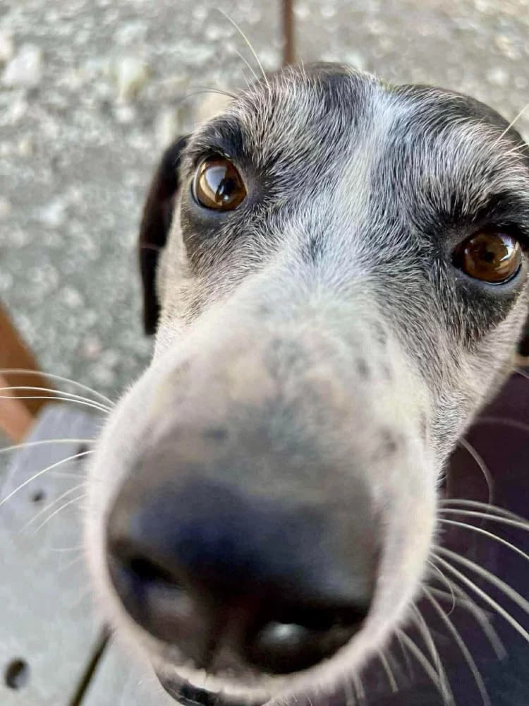 KOKOS * katvriendelijk! photo 2