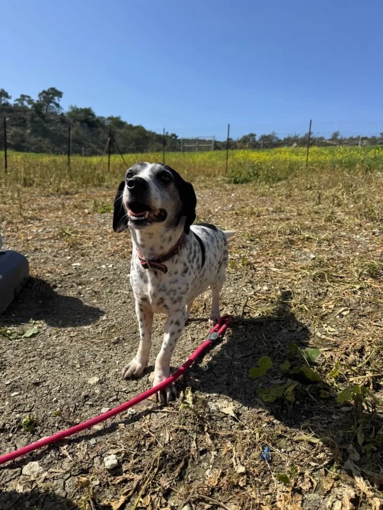 KOKOS * katvriendelijk! photo 4