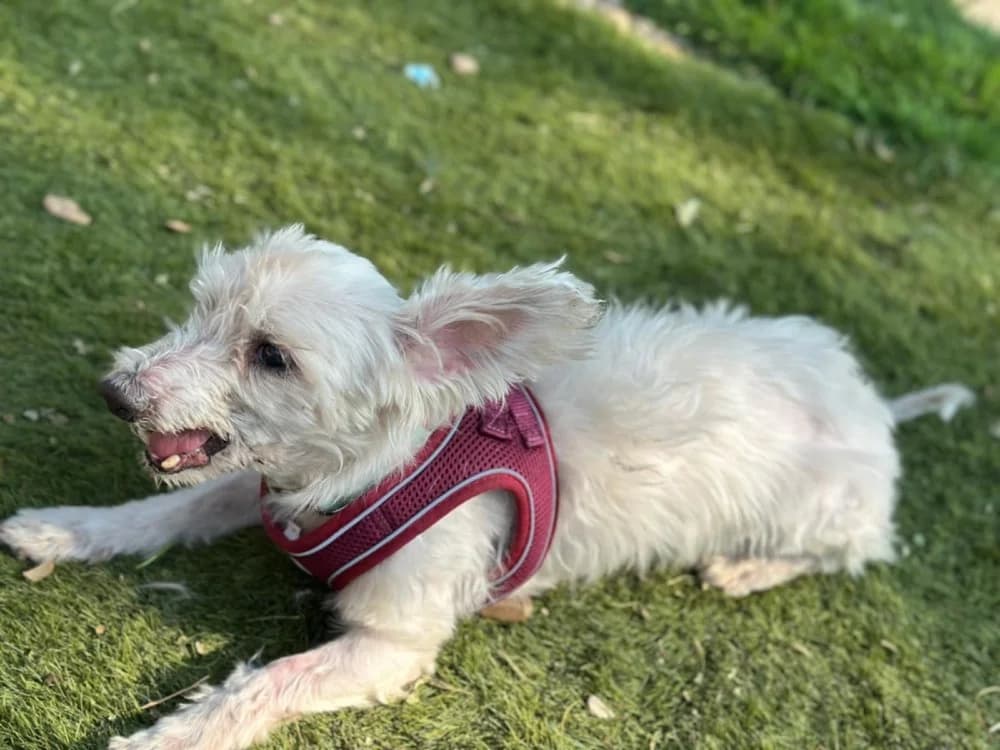 Kopy BR senior photo 7