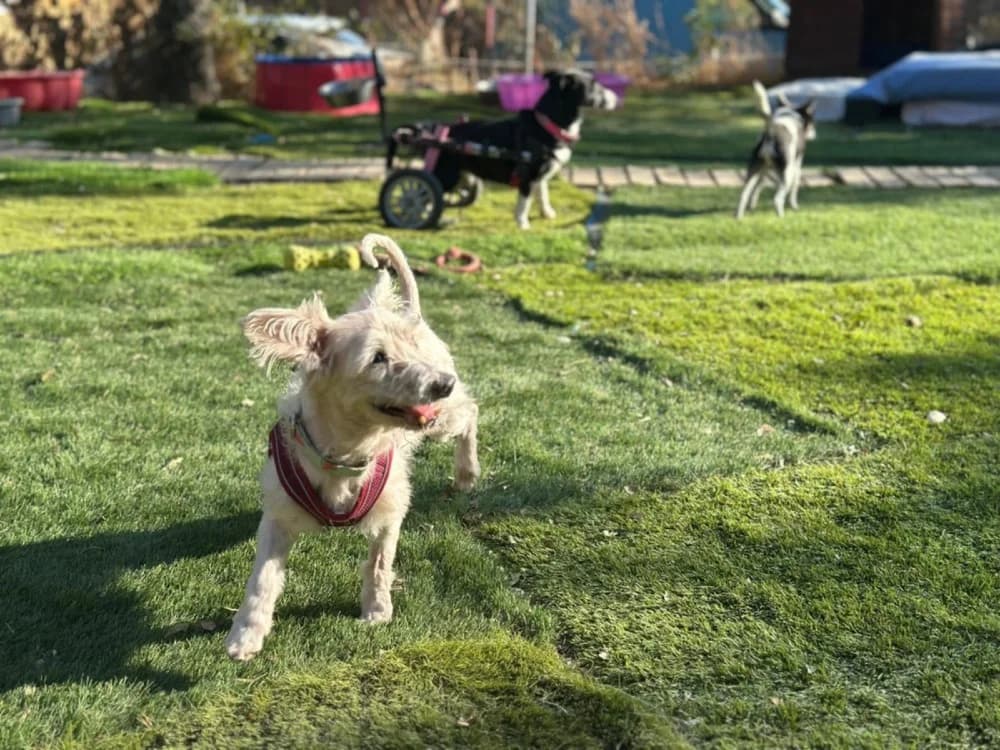 Kopy BR senior photo 8