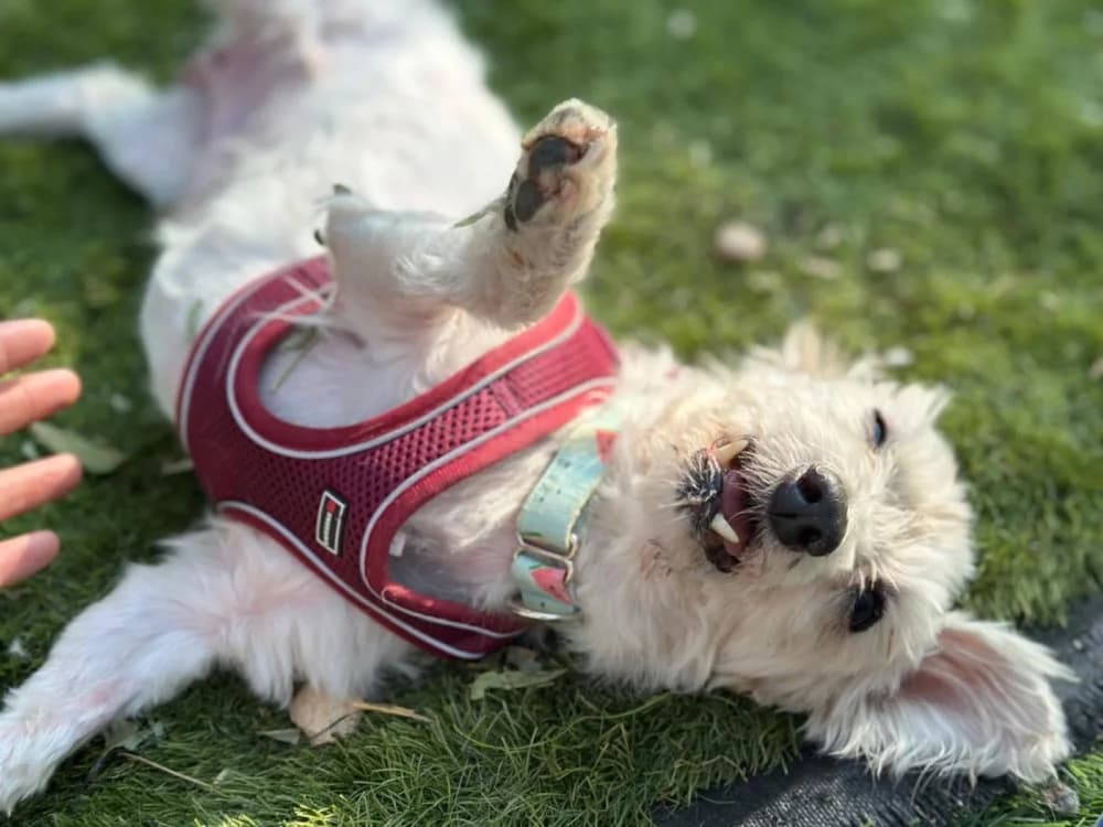 Kopy BR senior photo 3