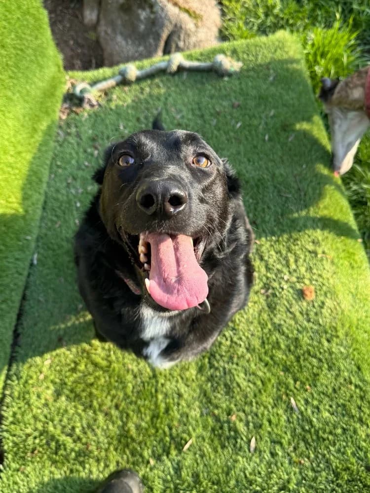 Lina BR, 3 poten photo 5