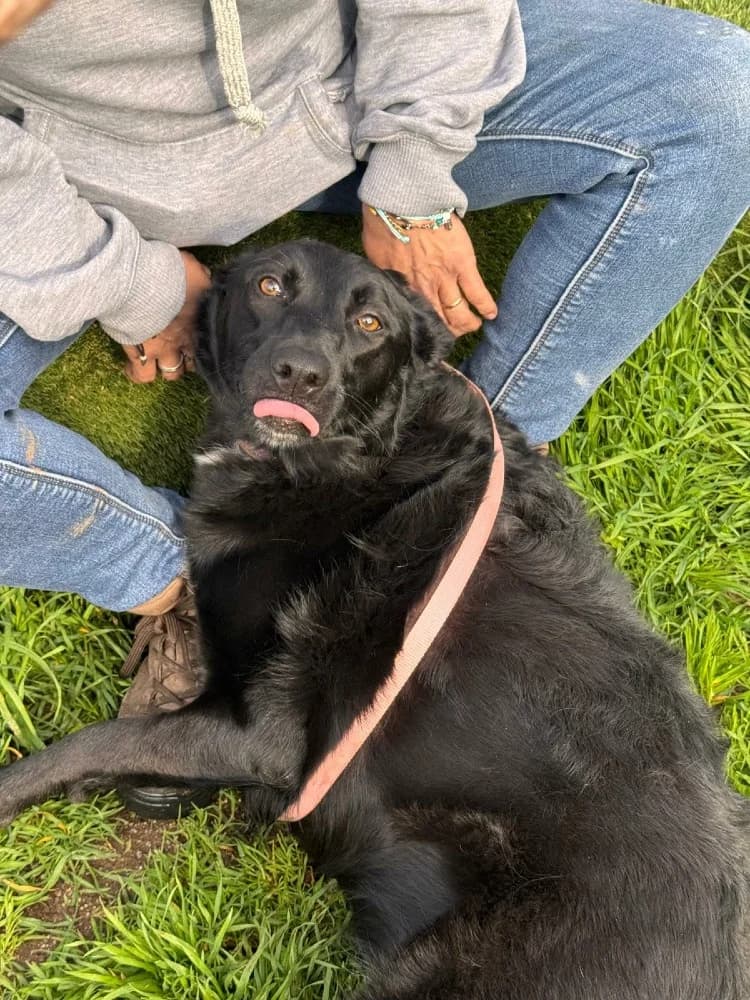 Lina BR, 3 poten photo 7