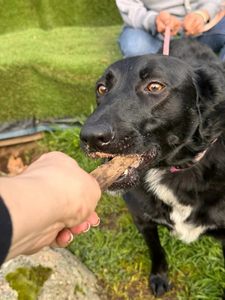 Lina BR, 3 poten photo 8