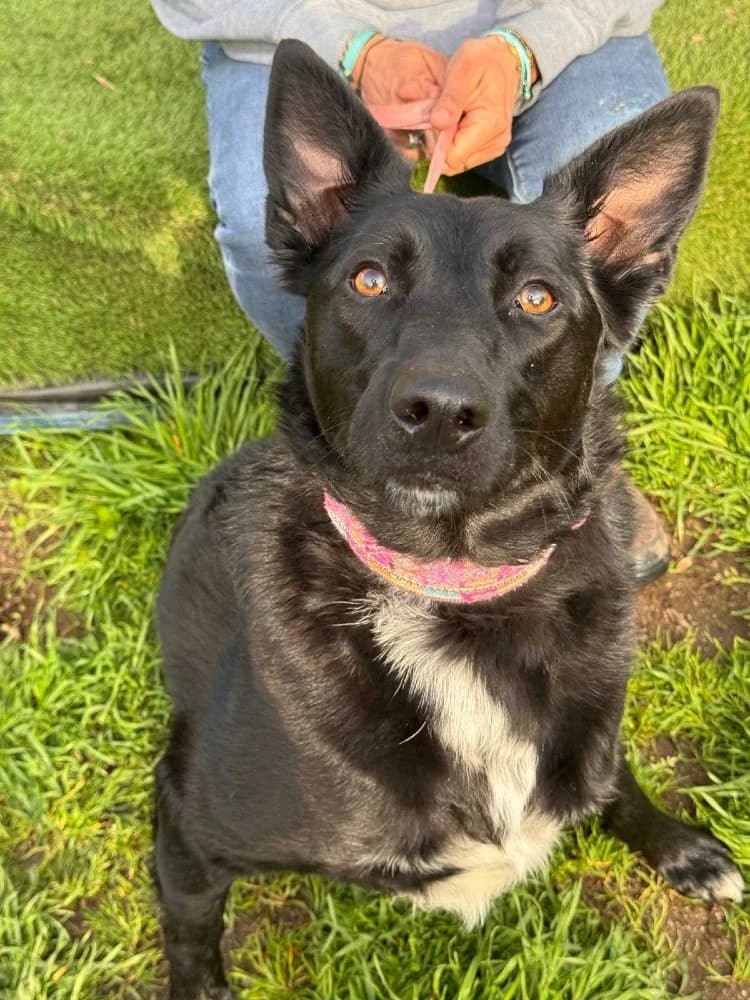 Lina BR, 3 poten photo 2