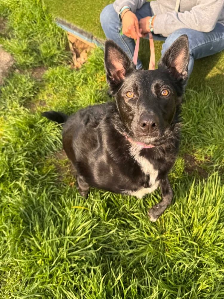 Lina BR, 3 poten photo 4